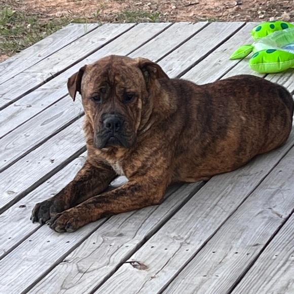 Meet your Posher, Tobi - Picture 2 of 14